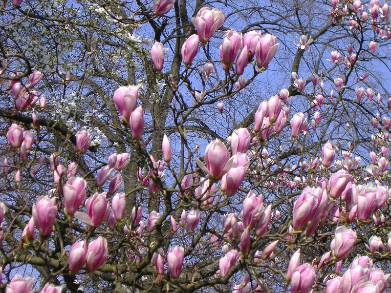 Fruehling in Baden Baden (6) 
